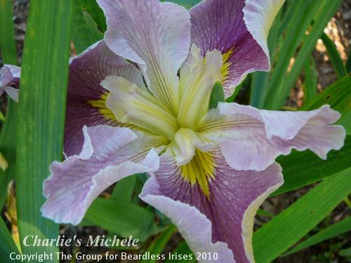 Charlie's Michele 